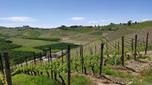 Barbaresco Asili Rizzi 6 Barbaresco Asili Rizzi 6