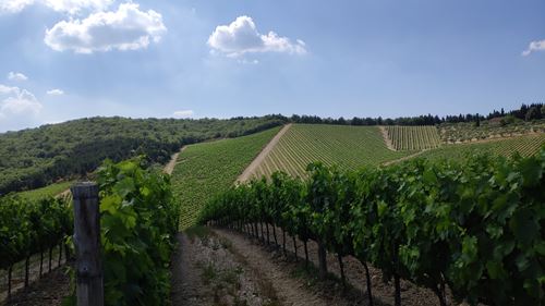 Tenuta Perano Set for Primacy 2 Tenuta Perano Set for Primacy 2