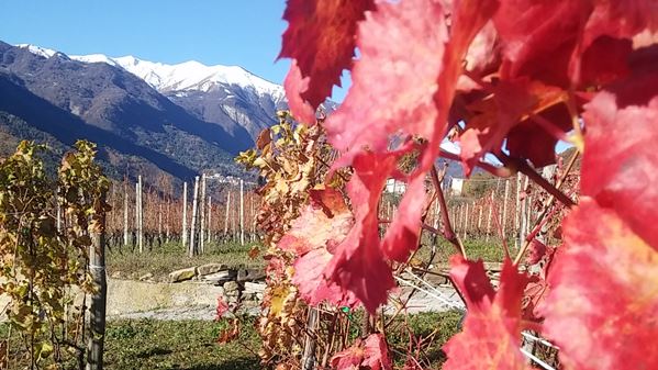 Winemakng Ligurian Style 1