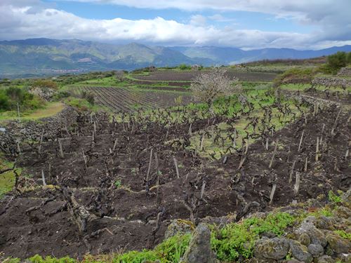 Contrade dell Etna 2019 1 Contrade dell Etna 2019 1