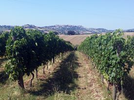 Marche Wine Tour 3 Marche Wine Tour 3