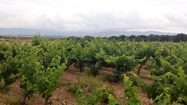 Cantine di Dolianova 1