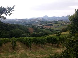 Marche Wine Tour 15 Marche Wine Tour 15