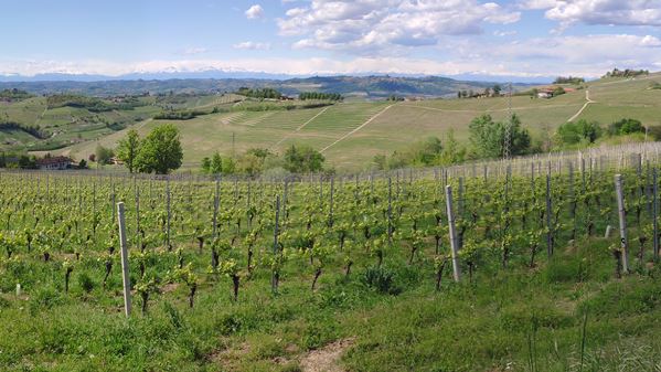 Barbaresco Asili Rizzi 10 Barbaresco Asili Rizzi 10