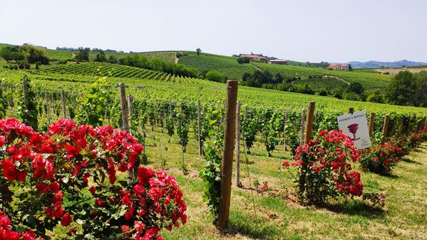 Monferrato traditional and new 6 Monferrato traditional and new 6