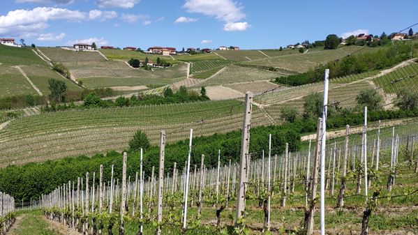 Barbaresco Asili Rizzi 1 Barbaresco Asili Rizzi 1