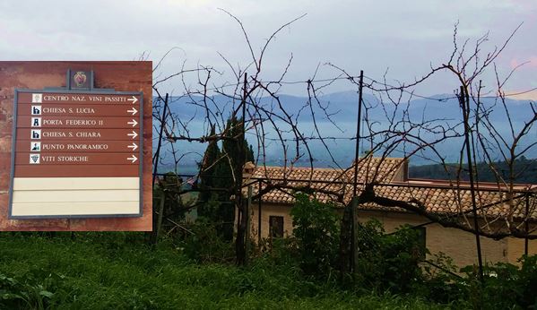 Route Montefalco Vines